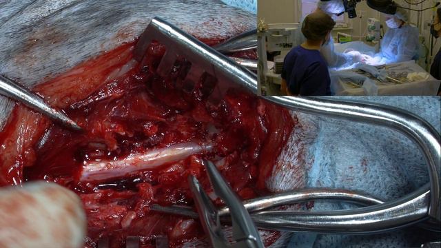 Новообразование корешка у собаки. смотреть онлайн