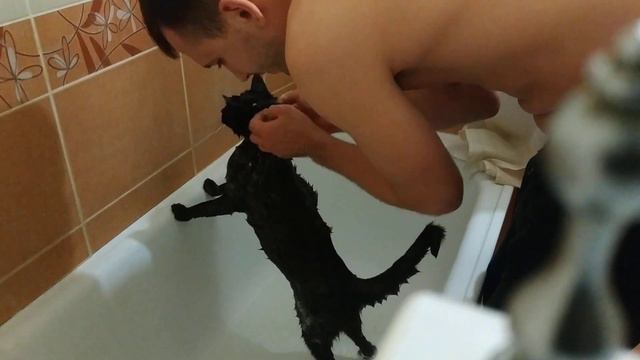 Как купать кота смотреть онлайн