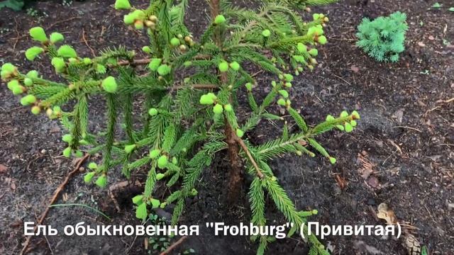 ПРИРОСТЫ РАДУЮТ! САЖЕНЦЫ ЕЛЕЙ: GLAUCA GLOBOSA, FROHBURG, ACROCONA. ПОСАДКИ 1-2 МЕС. НАЗАД ) смотреть онлайн