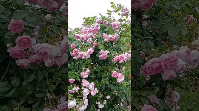 21.06.23г. Роза Жасмина, Маритим, Леонардо да Винчи, Чайно Гел. смотреть онлайн