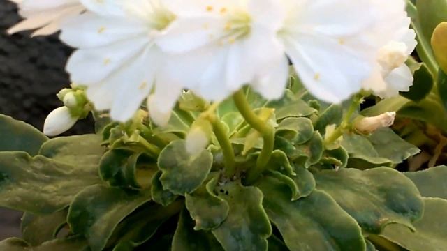 Lewisia Cotyledon White смотреть онлайн