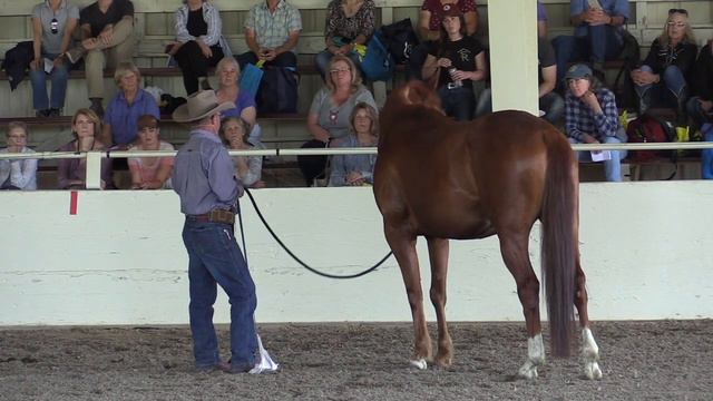 Warwick Schiller, A Passive Leader, Present and Mindful ~The Art Of The Horseman ~ 2019 смотреть онлайн