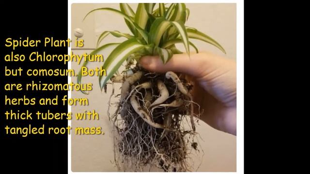 The Zebra Grass / Chlorophytum Laxum смотреть онлайн