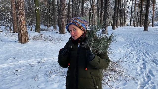 Можно ли кормить морских свинок хвоей? смотреть онлайн