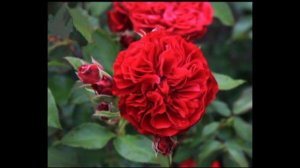 Алан Сушон   роза, поющая ароматами