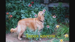 375 Ричард Клайдерман - Полевые цветы