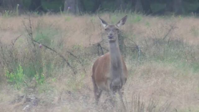 Bois Résumé смотреть онлайн