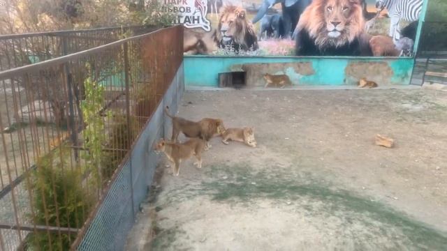 Тайган❤️Приветствие ЛЬВОВ. Safari park Taigan Crimea Russia смотреть онлайн