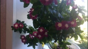 Катарантус розовый или комнатный барвинок..