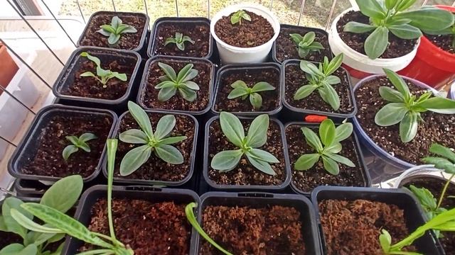 Какую землю любит Эустома! Наглядный пример!!! смотреть онлайн