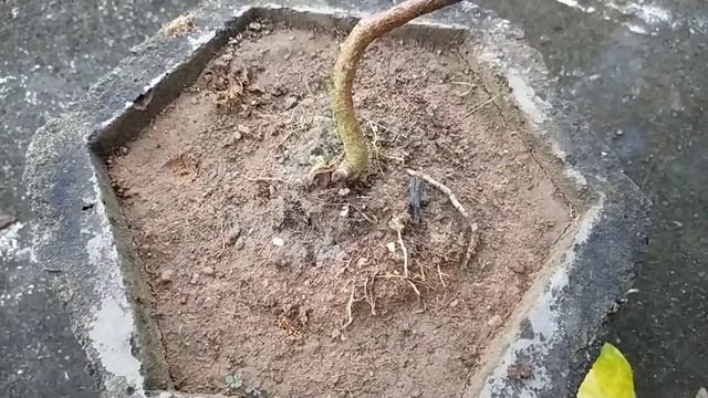 गंधराज का देखभाल इस तरह से करें फूलों से भरा रहेगा हमेशा/ Gandharaj ke liye best fertilizer смотреть онлайн