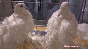 К чему снится ГОЛУБЬ | СОННИК