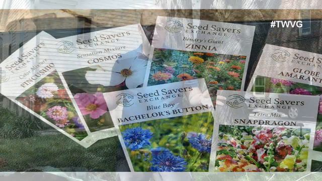 Planting Flower for summer from seed