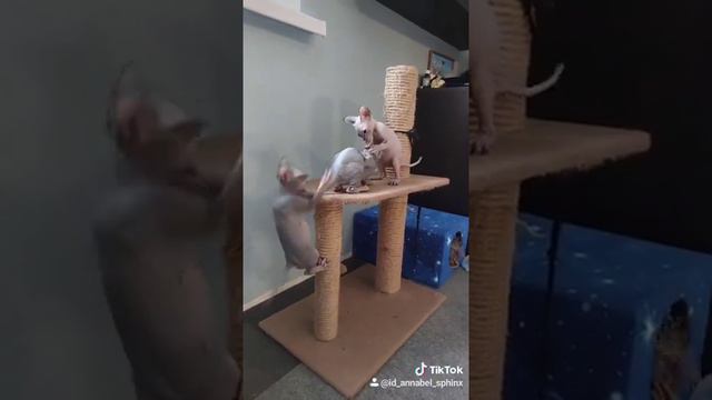 Милые сфинксы / СМЕШНЫЕ КОШКИ 2022 / ЛУЧШИЕ ПРИКОЛЫ С КОТАМИ смотреть онлайн