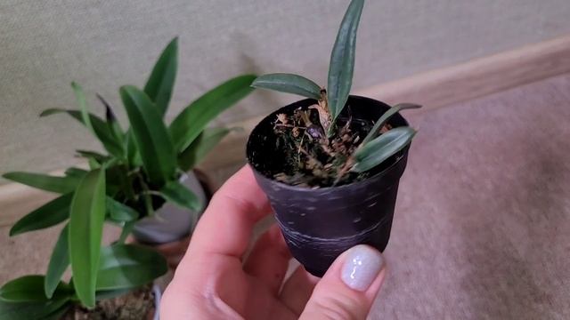Cattleya dowiana, Cattleya luteola и Rhynchonopsis Dragon Charmy. Результаты за 6 месяцев. смотреть онлайн