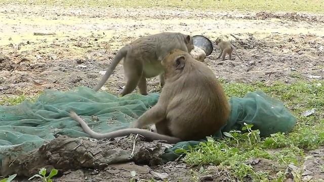 Wow! DeeDee angry jassi call mom Dolly to help but mom...,Active of small monkeys in Amari group смотреть онлайн