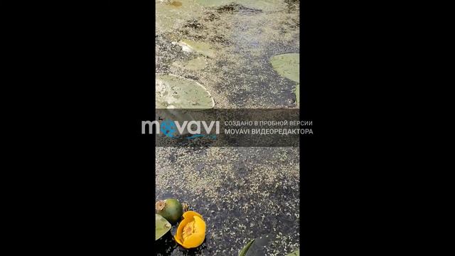 Рыбалка и собираем грибы смотреть всем очень интересно. смотреть онлайн