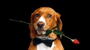 С Днем Рождения!  Арише 10 лет