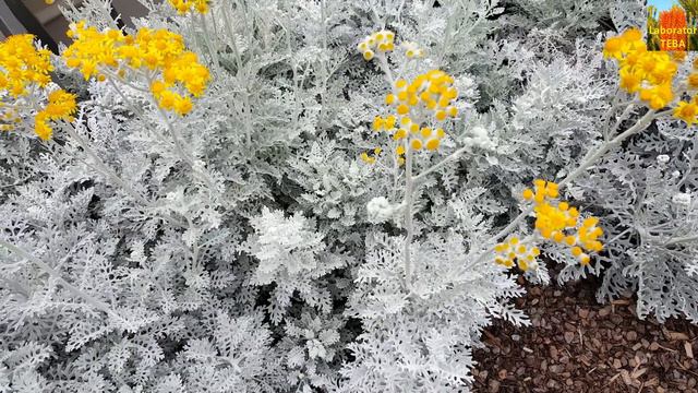 Silver ragwort - Jacobaea maritima - HD Video 01 смотреть онлайн