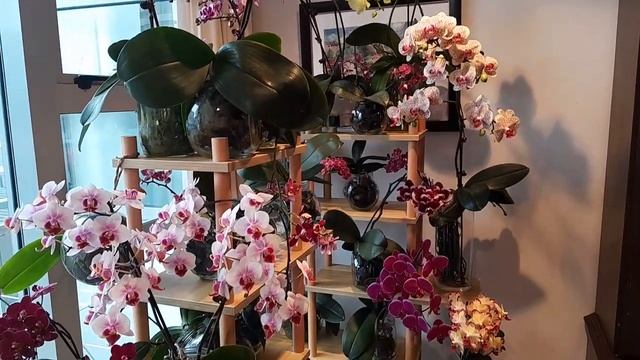 ПУСТЬ ВАМ ПРИСНИТСЯ РАЙСКИЙ САДИК смотреть онлайн