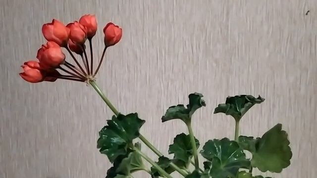 Лучшие сортовые пеларгонии. Тюльпановидная пеларгония ,карлик тюльпанка Conny. Про ее 6 достоинств смотреть онлайн