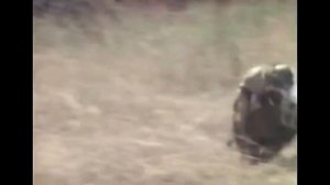 Охота аборигенов на кабана при помощи специально обученных обезьян!