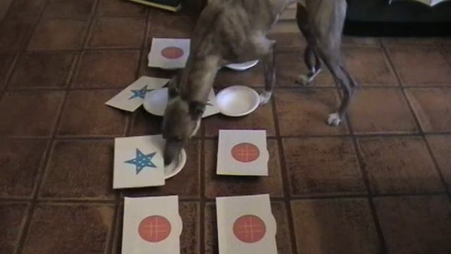 'The Visual Sorting Strategy of the Domestic Dog' смотреть онлайн