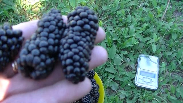 Ежевика сорта Карака Блек. Урожай. смотреть онлайн