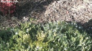 Зимняя красотка Эрика: секреты выращивания.