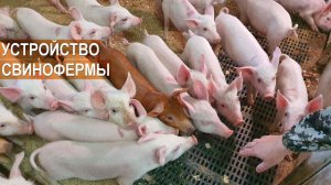 Содержание свиней. Устройство свинофермы. КФХ Павла Дергачёва