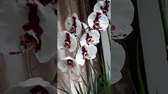 Орхидея пятнистая смотреть онлайн