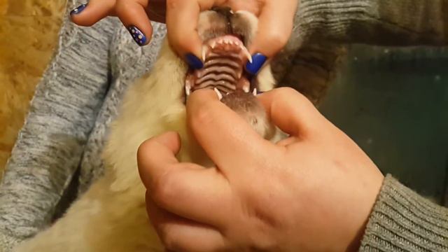 Смотрим зубки 🐶 🤗
СУРДАН КАРАШ КАТРИН (ПРОДАЖА +79201504908 Viber, WhatsApp) смотреть онлайн