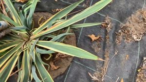 ЮККА пестролистная. Как размножаю юкку.  Уход и посадка юкки садовой.