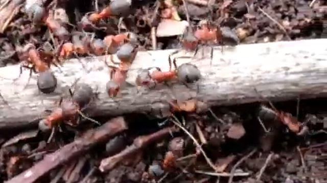 Macro shooting-Макросьемка муравьй... смотреть онлайн