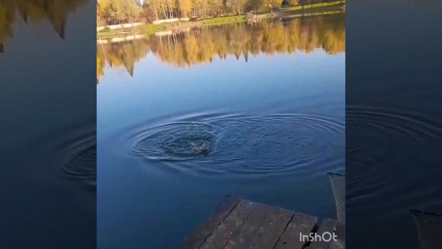 Рыболовный клуб Заречье. 04 октября 2021 смотреть онлайн
