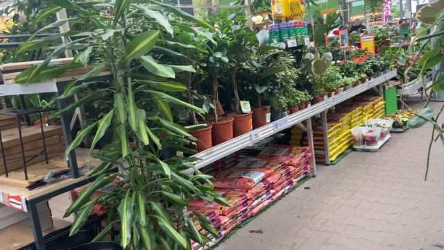 Зашла в ОБИ. Разные Орхидеи. смотреть онлайн