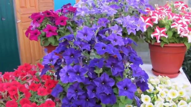 Мои любимые цветы смотреть онлайн