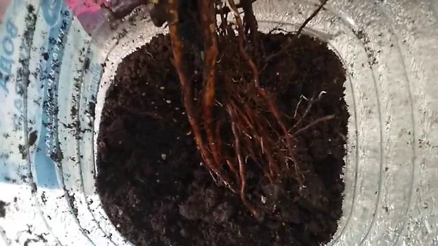 ОБЗОР КОРНЕВОЙ СИСТЕМЫ РОЗ ИЗ ПОИСК. ПОСАДКА. смотреть онлайн