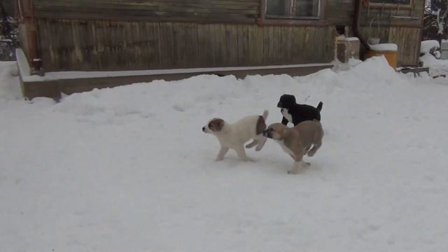 Щенки алабая (от пары Малихат Намыс - Малихат Шахназ). смотреть онлайн