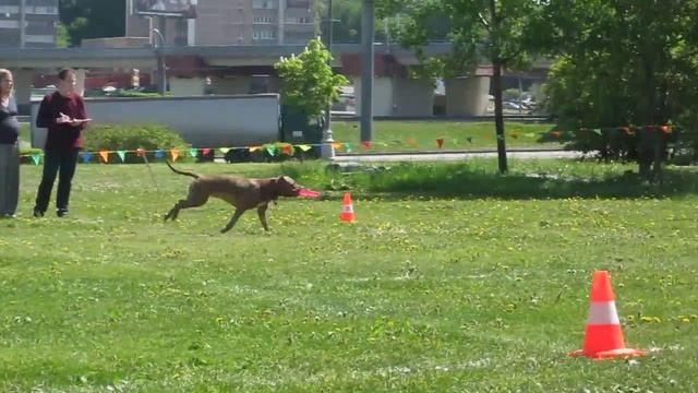 Ярослава Чекавинская АПБТ Цези-Рэд Пит Прайт смотреть онлайн