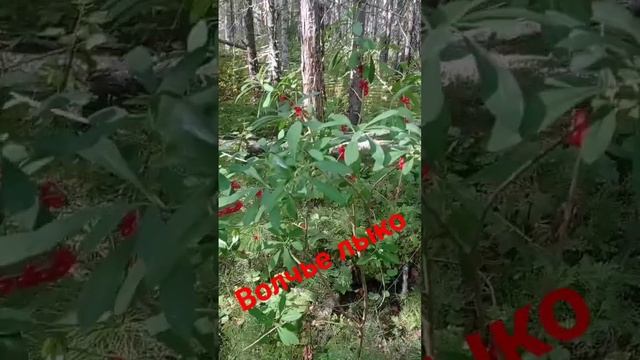 волчье лыко смотреть онлайн