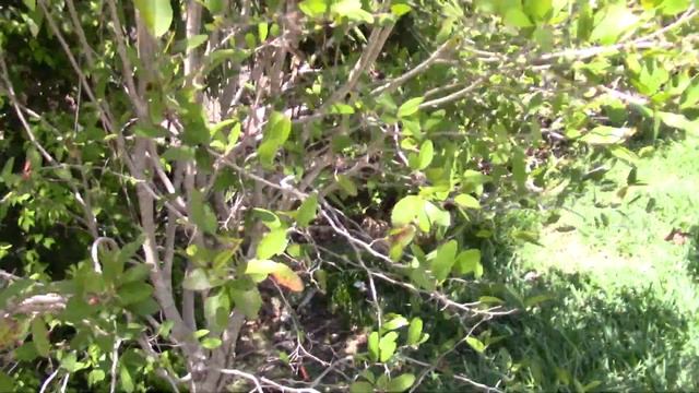 Coccoloba microstachya Puckhout смотреть онлайн