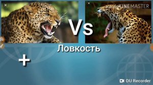 Леопард vs Ягуар!
