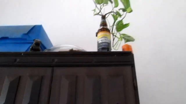 🌿 LOS SECRETOS: Potos, Potus, Pothos Todo lo que conviene saber de esta planta xD смотреть онлайн