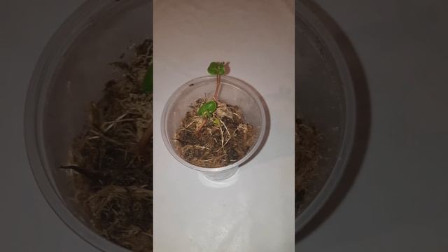 Мирабилис#ночная красавица#mirabilis смотреть онлайн