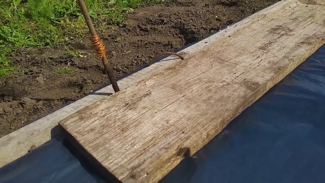 Как вырастить саженцы винограда из чубуков? Виноградная школка. смотреть онлайн