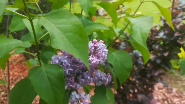 Сирень в цвету , начало июня 2020г.