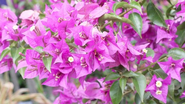 Best Bougainvillea Varieties - Bougainvillea flower смотреть онлайн