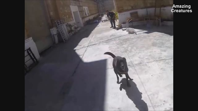 Малинуа-Бельгийская Овчарка-Мастер Прыжков/Belgian Malinois, Amazing Athlete!!!