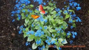 Бруннера крупнолистная Джек Фрост (jack frost) ? обзор: как сажать, саженцы бруннеры Джек Фрост